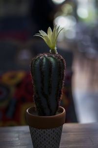 Close-up of succulent plant on table