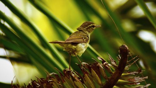 Close-up of bird perching on tree