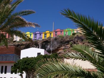 Palm trees and buildings against sky