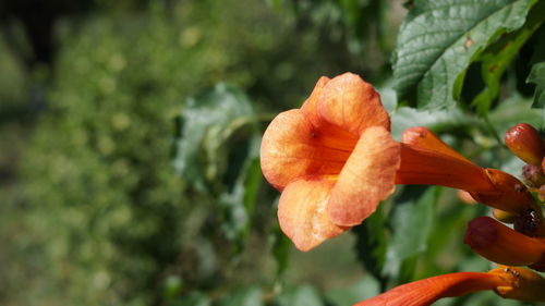 Close-up of orange rose flower