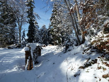 Trees on snow covered field in forest