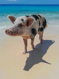 Pig on the beach