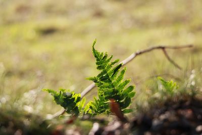 Close-up of fresh green plant