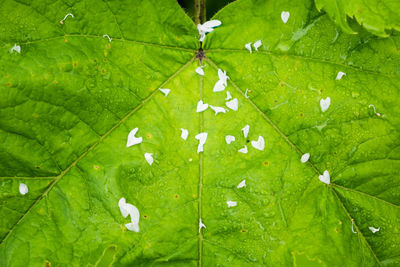 High angle view of maple leaf