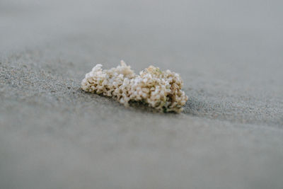 Close-up of cigarette in container