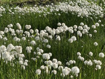 Close-up of white flowering plants on field