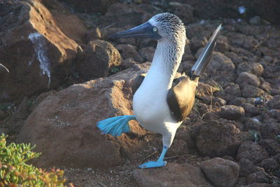 Close-up of duck on rock