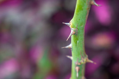 Close-up of wet leaf