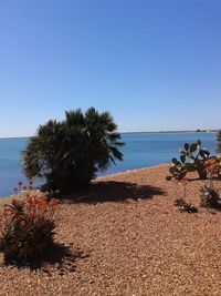 Trees on beach against clear blue sky