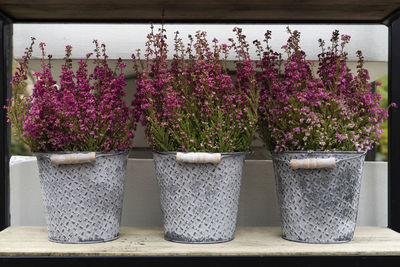 Close-up of potted plant