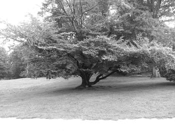 Scenic view of trees