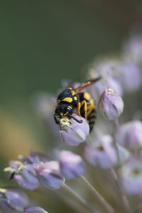 Close-up of wasp pollinating on flower