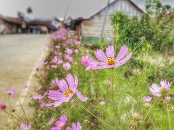 Close-up of pink cosmos flowers