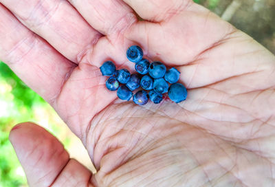 Cropped hand holding plant