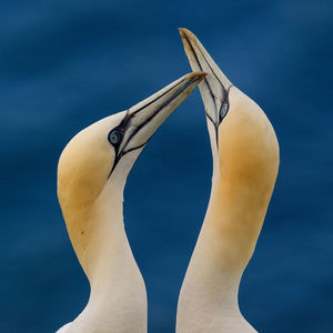 Close-up of gannets against sea