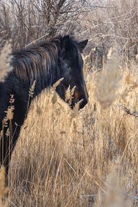 Side view of horse on field