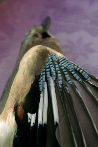 Close-up of bird