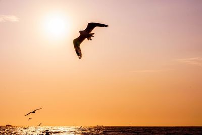 Silhouette of birds flying over sea