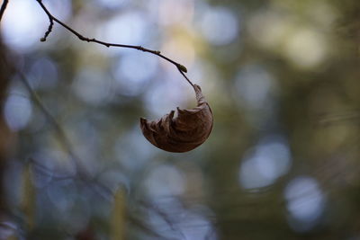 Close-up of fruit growing on tree