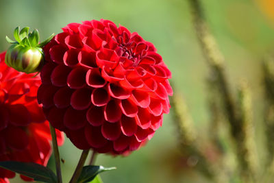 Close-up of red dahlia