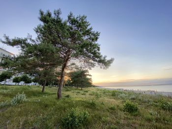 Trees on field against sky