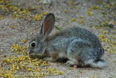 Side view of rabbit on field