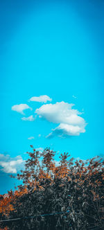 Low angle view of trees on field against blue sky