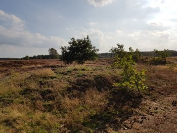 Scenic view of field against sky