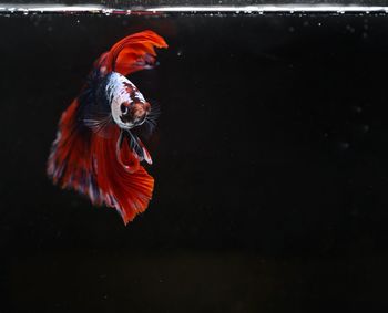 Close-up of fish swimming in sea