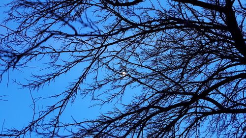 Low angle view of silhouette bare tree against clear blue sky