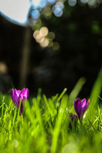 Close-up of pink crocus flowers on field