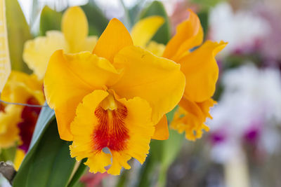 Close-up of yellow flowering plant in garden