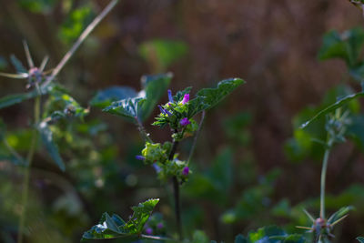 Close-up of purple flowering plant