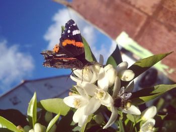 Close-up of butterfly pollinating on flower