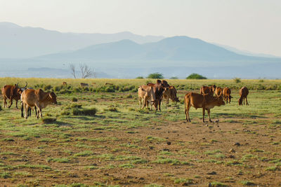 A herd of masai cows grazing at ewaso nyiro river at the shore of lake natron in tanzania