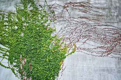 Close-up of ivy on wall