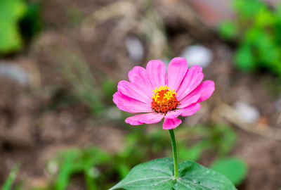 Close-up of pink flower