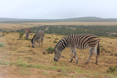 Zebras on a field