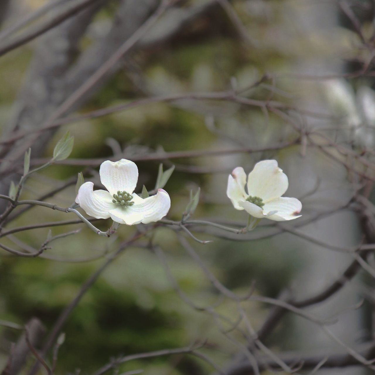 flower, white color, fragility, growth, focus on foreground, freshness, close-up, beauty in nature, nature, petal, branch, flower head, plant, white, stem, blooming, twig, blossom, selective focus, bud