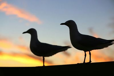 Bird flying over white background