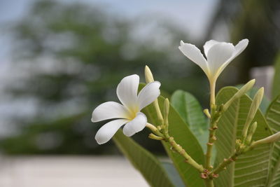 Close-up of white flowering plant