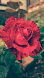 Close-up of red rose