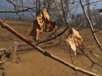 Close-up of dead bird perching on branch