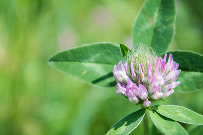 Close-up of purple flower blooming outdoors