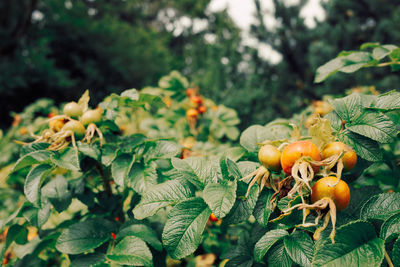 Close-up of wild rose dog rose