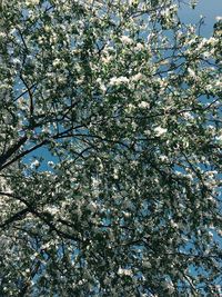 Low angle view of cherry blossoms against sky