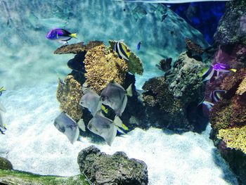 Close-up of fish swimming in sea