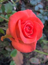 Close-up of red rose