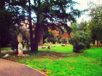 Trees in park