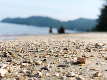 Surface level of seashells on beach against sky